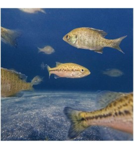 Live Bluegill (15) & Largemouth Bass (5) Pond Fish Pack| Includes (15) 2-4 Live Bluegill (15) & Largemouth Bass (5) Pond Fish Pack| Includes (15) 2-4
