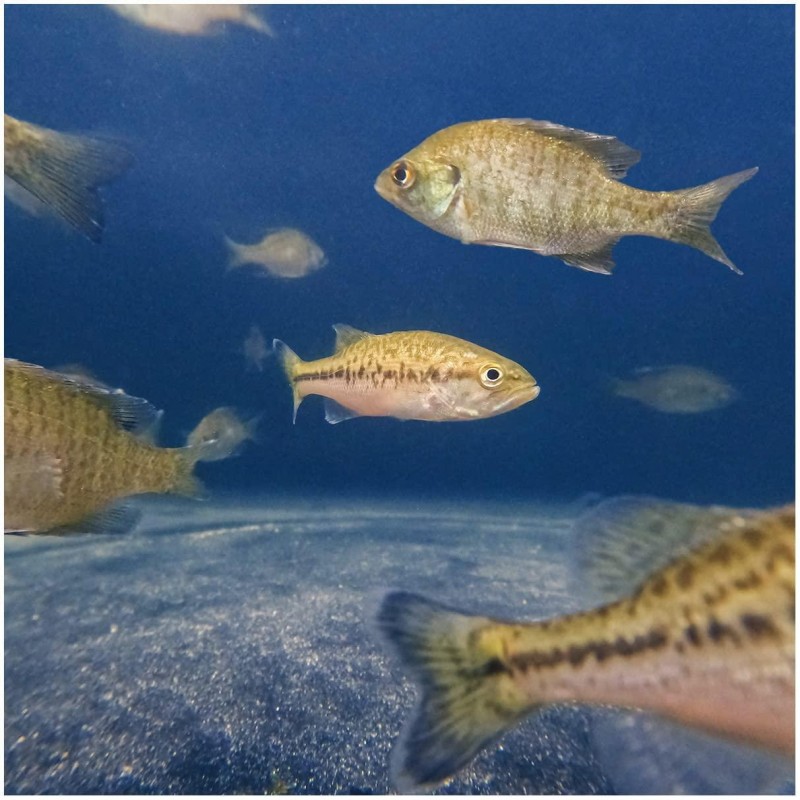 Live Bluegill (15) & Largemouth Bass (5) Pond Fish Pack| Includes (15) 2-4