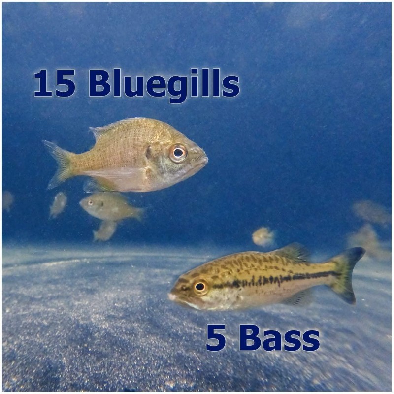 Live Bluegill (15) & Largemouth Bass (5) Pond Fish Pack| Includes (15) 2-4
