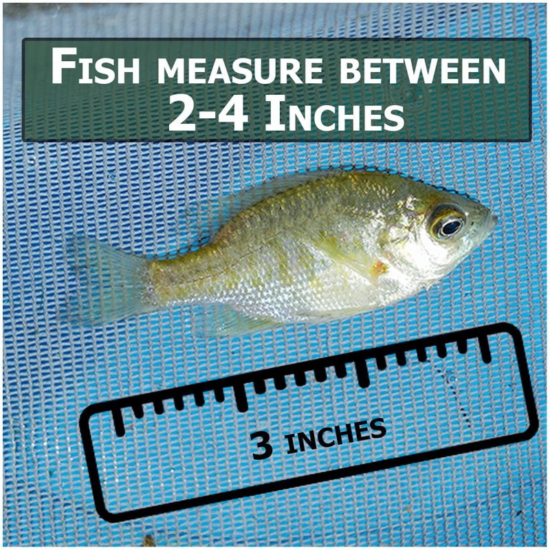 Live Bluegill (15) & Largemouth Bass (5) Pond Fish Pack| Includes (15) 2-4
