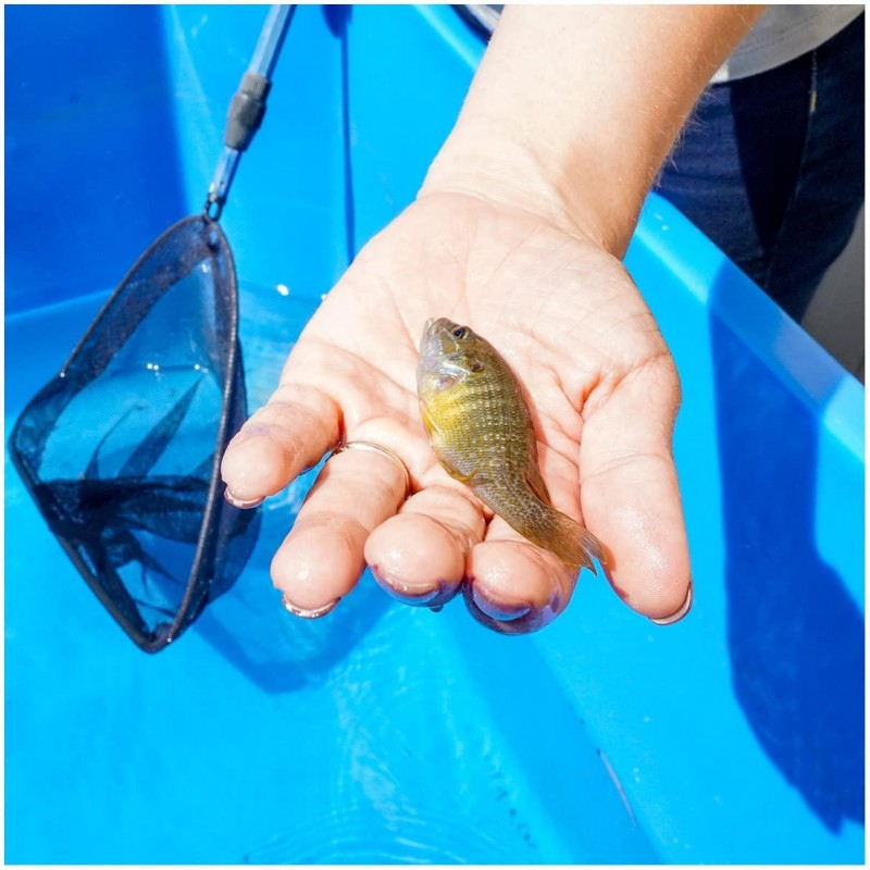 Live Bluegill (15) & Largemouth Bass (5) Pond Fish Pack| Includes (15) 2-4