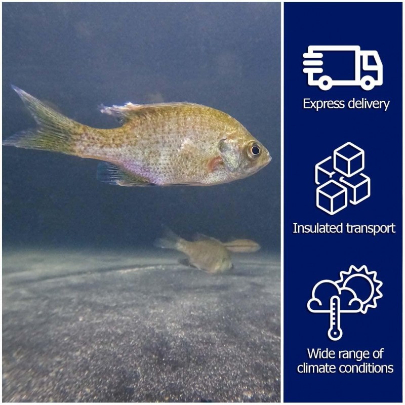 Live Bluegill (15) & Largemouth Bass (5) Pond Fish Pack| Includes (15) 2-4