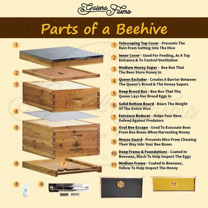 Hoover Hives 8 Frame Beehive Kit - Dipped in 100% Beeswax Includes Wooden Frames & Waxed Foundations (2 Deep Boxes, 1 Medium Box)